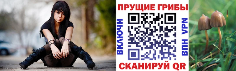 закладки  Болотное  Галлюциногенные грибы мицелий 
